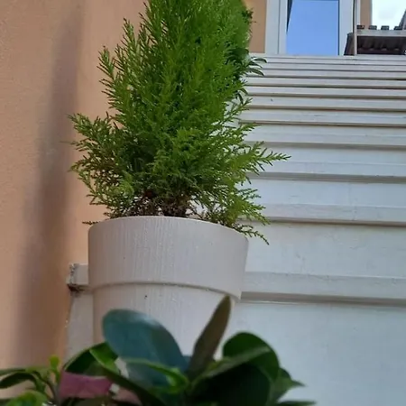 Guest house La Fenice 40
